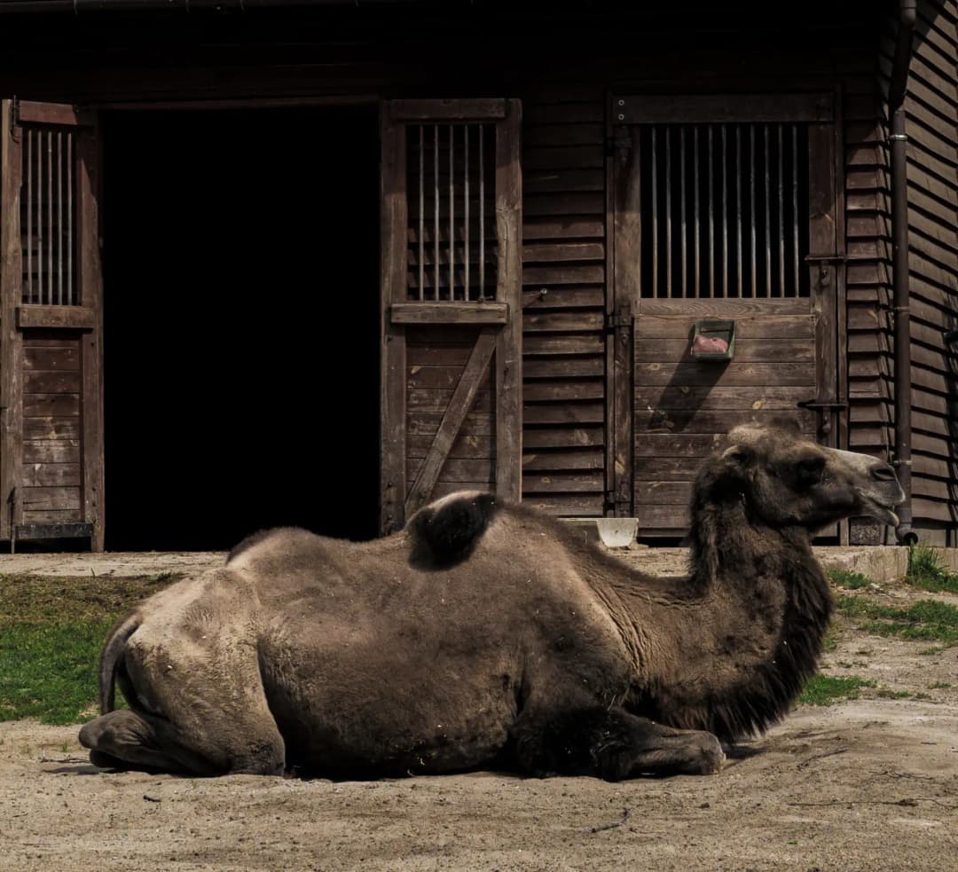 ZOO